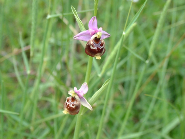 Oprfys fuciflora, O. promontorii